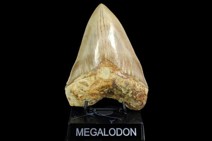 Serrated, Fossil Megalodon Tooth - West Java, Indonesia #154646